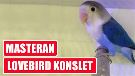 Masteran lovebird konslet ! Ampuh !! .